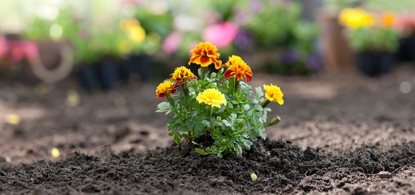The importance of soil quality